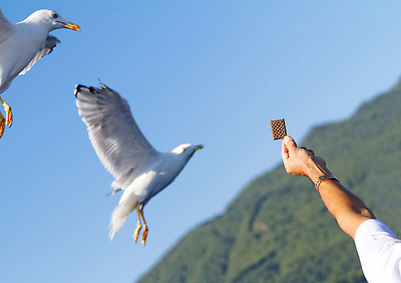 포토 JPG 해외이미지 동물 손 야생동물 음식 모래 바다 여행 날개 자연 갈매기 조류 하늘 사람없음 야외 물 파란색 태양 평화 맑음 자유 흰색 먹이 깃털 부리 내추럴 무료 해외202004 해외포토 자연요소 컬러 컨셉 날씨 신체부위 생태계 파일형식 이미지허브