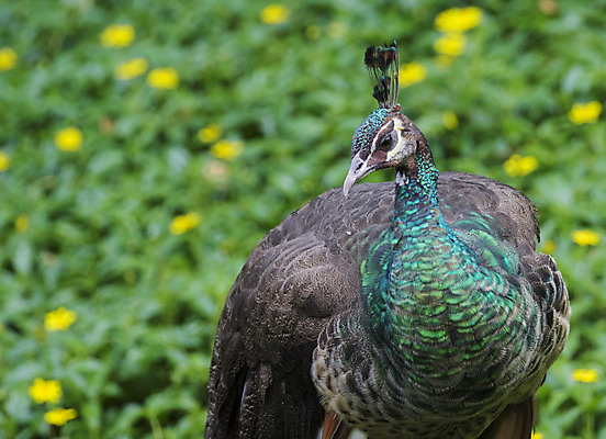 포토 JPG 해외이미지 공원 동물원 사람없음 야외 펼침 우아함 공작 숲 깃털 꼬리 해외202004 해외포토 공공시설 컨셉 모션 조류 파일형식 이미지허브