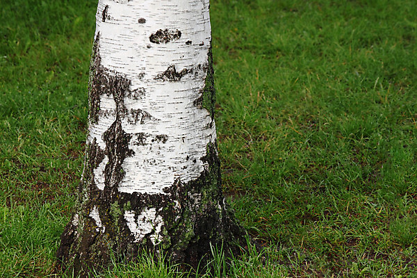 포토 JPG 해외이미지 나무 식물 자연 사람없음 초록색 여름 흰색 닫기 나무껍질 자작나무 해외202004 해외포토 계절 컬러 모션 껍질 생태계 파일형식 이미지허브