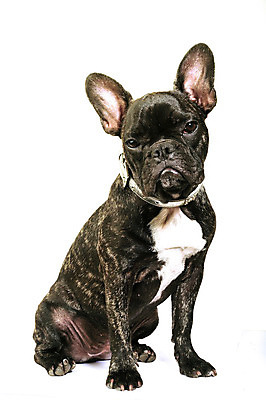 포토 JPG 해외이미지 동물 1 백그라운드 포유류 사람없음 반려동물 검은색 흰색 아기 개 강아지 작음 귀 슛 불독 송곳니 프랑스어 고립 기르기 유래 해외202004 해외포토 문자 컬러 사람 신체부위 치아 크기 돌봄 파일형식 이미지허브