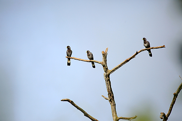 포토 JPG 해외이미지 나무 동물 공원 아프리카 자연 조류 종류 앉기 사람없음 세계 마을 나뭇가지 시골 화려 보호 가난 땅 지역 멀리 내추럴 개발 서쪽 우간다 프로젝트 해외202004 해외포토 식물 공공시설 나라 컨셉 모션 방향 생태계 파일형식 이미지허브