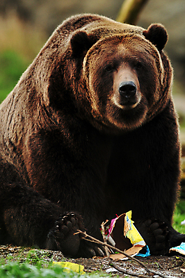 포토 JPG 해외이미지 동물 응시 공원 얼굴 야생동물 음식 포즈 곰 포유류 자연 산 털 동물원 서기 사람없음 야외 강 갈색 걷기 봄 폭포 분노 관찰 입 황무지 치아 위험 큼 혀 사냥 만들기 육식동물 거인 알래스카 노려봄 공격적 전국 힘찬 해외202004 해외포토 시선 계절 공공시설 감정 컬러 컨셉 모션 표정 신체부위 미국 소화기관 크기 생태계 파일형식 이미지허브