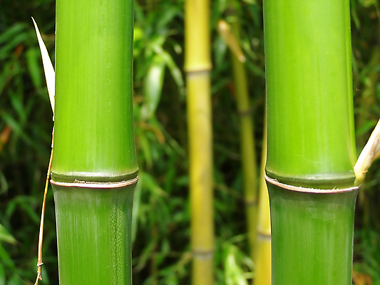 포토 JPG 해외이미지 나무 공원 야생동물 백그라운드 잎 자연 지팡이 사람없음 목재 초록색 정원 황무지 숲 대나무 해외202004 해외포토 식물 동물 공공시설 컬러 재료 생태계 파일형식 이미지허브