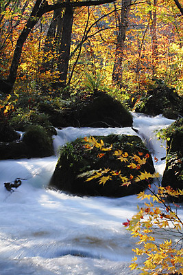 포토 JPG 해외이미지 나무 계절 공원 단풍 잎 오렌지 자연 이끼 풍경 사람없음 야외 컬러풀 일본 폭포 가을 바위 개울 강가 즐거움 해외202004 해외포토 식물 공공시설 감정 아시아 컬러 과일 강 돌_바위 생태계 파일형식 이미지허브