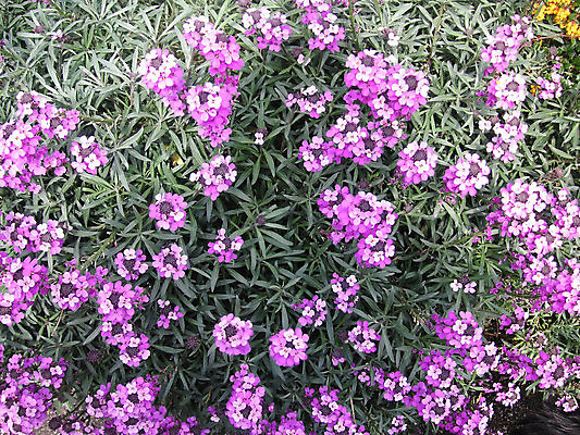 포토 JPG 해외이미지 식물 꽃 잎 자연 사람없음 초록색 장미 정원 보라색 라일락 해외202004 해외포토 컬러 생태계 파일형식 이미지허브