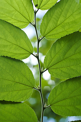 포토 JPG 해외이미지 나무 식물 건축물 선 줄기 백그라운드 컨셉 잎 패턴 추상 세포 건강 사람없음 초록색 햇빛 우주 환경 활발 성장 나뭇가지 신선 척추 순수 묘사 유기농 원예 질감 생물학 심플 정맥 내추럴 생태학 그리너리 해외202004 해외포토 웰빙 교육 건축 컬러 무늬 뼈 취미 태양 혈관 파일형식 트랜드컬러 이미지허브