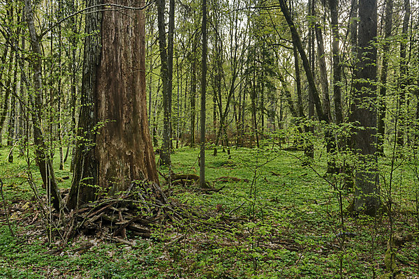 포토 JPG 해외이미지 나무 식물 계절 공원 유럽 잎 자연 국립공원 풍경 사람없음 야외 초록색 갈색 환경 봄 신선 행운 황무지 숲 날것 광택 멸종 폴란드 내추럴 고립 옛날 오리지널 전국 해외202004 해외포토 공공시설 나라 컬러 컨셉 생태계 파일형식 이미지허브