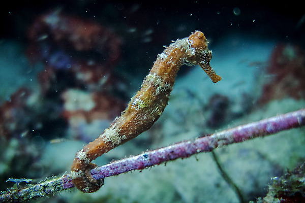 포토 JPG 해외이미지 모양 동물 야생동물 바다 패턴 자연 어류 사람없음 여름 파란색 컬러풀 수중 산호 다이빙 질감 암초 해외202004 해외포토 계절 컬러 무늬 수영 수중동물 자포동물 생태계 수중스포츠 파일형식 이미지허브