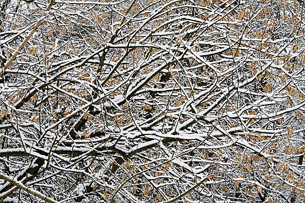포토 JPG 해외이미지 나무 계절 공원 크리스마스 자연 날씨 휴가 풍경 사람없음 야외 냉동 얼음 침묵 회색 추위 흰색 나뭇가지 시골 숲 12월 서리 1월 2월 반투명 눈내림 해외202004 해외포토 자연요소 식물 공공시설 기념일 컬러 눈_날씨 소리 날짜 생태계 파일형식 이미지허브