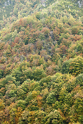 포토 JPG 해외이미지 나무 식물 계절 공원 여행 백그라운드 잎 밭 오렌지 자연 아침 조명 산 파노라마 풍경 사람없음 야외 목재 빨간색 초록색 빛 컬러풀 햇빛 갈색 노란색 일출 환경 일몰 봄 안개 가을 시골 신선 황금 숲 장면 내추럴 뿌연 삼림지대 해외202004 해외포토 주간 공공시설 컬러 농업 과일 재료 날씨 촬영기법 태양 노을 생태계 파일형식 이미지허브