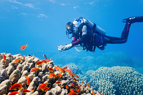 포토 JPG 해외이미지 전신 남자 어류 한명 들기 성인 옆모습 카메라 사진촬영 수중 산호 산호초 잠수부 성인남자한명만 수중사진 해외202004 해외포토 1 뷰포인트 모션 사람 전자제품 촬영 수중동물 수중식물 자포동물 전문직 남자한명만 성인남자만 파일형식 이미지허브