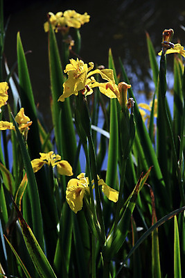 포토 JPG 해외이미지 식물 디자인 꽃잎 꽃 선 분홍색 백그라운드 잎 꽃무늬 자연 주택 발렌타인데이 선물 미술 사람없음 장식 빨간색 초록색 컬러풀 노란색 우주 보라색 봄 벚꽃 흰색 신선 개화 닫기 내추럴 고립 천진난만 해외202004 해외포토 계절 컬러 컨셉 무늬 모션 데이이벤트 문화예술 건물 생태계 파일형식 이미지허브