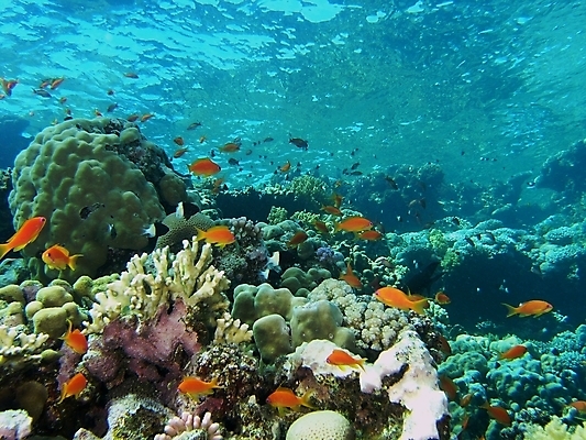 포토 JPG 해외이미지 식물 동물 야생동물 잎 자연 표면 어류 사람없음 초록색 물 반사 사진촬영 수중 투명 스노클링 산호 잠수부 잠수함 다이빙 암초 동물상 해외202004 해외포토 자연요소 컬러 조형물 촬영 수영 수중동물 수상스포츠 자포동물 전문직 생태계 수중스포츠 파일형식 이미지허브