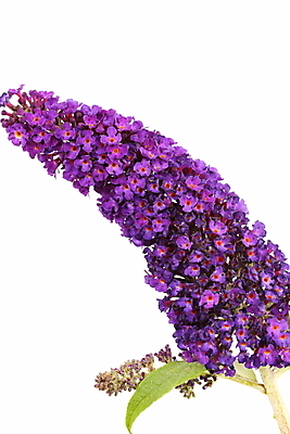 포토 JPG 해외이미지 식물 꽃 나비 잎 자연 사람없음 정원 관목 해외202004 해외포토 나무 곤충 생태계 파일형식 이미지허브