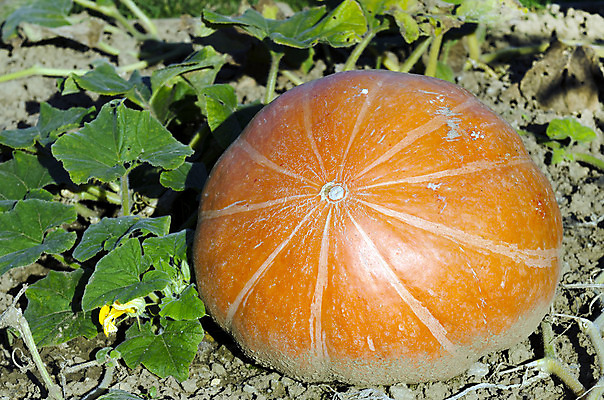 포토 JPG 해외이미지 계절 음식 농업 채소 오렌지 호박 사람없음 야외 농장 정원 할로윈 수확 가을 신선 먹기 유기농 원예 내추럴 땅바닥 밭일 숙성 해외202004 해외포토 웰빙 산업 과일 모션 바닥 취미 파일형식 이미지허브