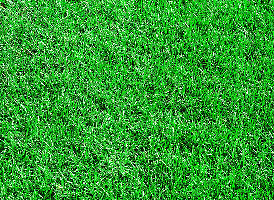 포토 JPG 해외이미지 식물 백그라운드 패턴 밭 농업 자연 추상 새로움 잔디 사람없음 야외 초록색 봄 활발 성장 신선 강의 자르기 질감 서식 심플 조경 내추럴 깊이 바이탈 해외202004 해외포토 계절 산업 컬러 컨셉 무늬 모션 생태계 파일형식 이미지허브