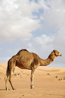 포토 JPG 해외이미지 동물 모래 여행 포유류 자연 하늘 휴가 건조 풍경 사람없음 사막 아기 뜨거움 중앙 모래언덕 낙타 아라비아 동쪽 사우디아라비아 아랍에미리트 구역 해외202004 해외포토 중동 사람 방향 언덕 생태계 파일형식 이미지허브