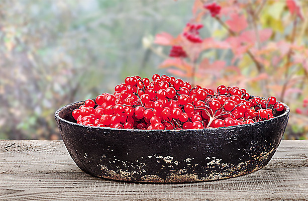 포토 JPG 해외이미지 열매 백그라운드 탁자 표면 요리 사람없음 목재 빨간색 여름 금속 요식업 검은색 수확 가을 사발 소프트포커스 구성 식욕 정물화 철강 해외202004 해외포토 나무 식물 계절 산업 컬러 가구 농업 재료 재질 촬영기법 사기그릇 그림 파일형식 이미지허브