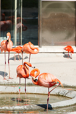 포토 JPG 해외이미지 주간 여러마리 사람없음 야외 플라밍고 해외202004 해외포토 자연요소 다수 조류 파일형식 이미지허브