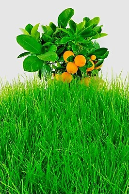 포토 JPG 해외이미지 식물 잎 오렌지 과일 자연 사람없음 야외 초록색 정원 화목 봄 흰색 나뭇가지 신선 언덕 해외202004 해외포토 나무 계절 컬러 컨셉 생태계 파일형식 이미지허브