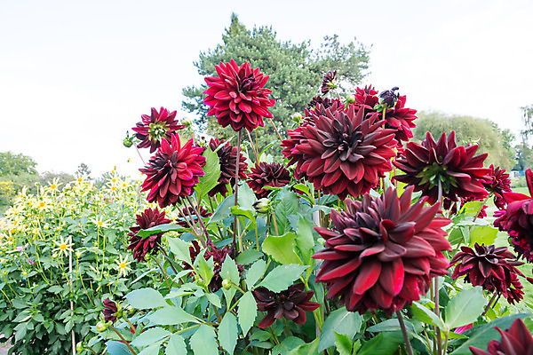 포토 JPG 해외이미지 식물 꽃잎 꽃 백그라운드 잎 자연 추상 사람없음 야외 빨간색 초록색 컬러풀 정원 수확 성장 벚꽃 가을 달리아 유기농 원예 내추럴 많음 해외202004 해외포토 웰빙 계절 컬러 컨셉 무늬 농업 취미 생태계 파일형식 이미지허브