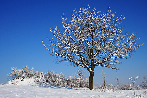 포토 JPG 해외이미지 나무 계절 백그라운드 겨울 자연 하늘 풍경 경사 사람없음 야외 파란색 냉동 활발 추위 흰색 나뭇가지 시골 만족 서리 눈내림 해외202004 해외포토 식물 감정 컬러 컨셉 눈_날씨 생태계 파일형식 이미지허브