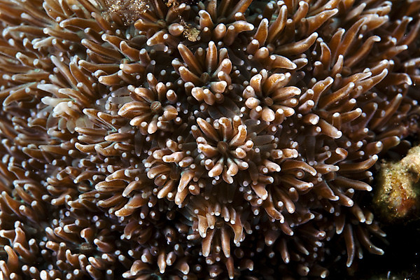 포토 JPG 해외이미지 동물 바다 자연 어류 사람없음 물 파란색 컬러풀 바닷속 수중 아래 다이빙 깊이 소금물 이국적 해외202004 해외포토 자연요소 컬러 수영 수중동물 방향 생태계 위치 수중스포츠 파일형식 이미지허브