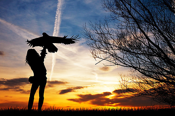 포토 JPG 해외이미지 나무 실루엣 날개 일러스트 자연 조류 사람없음 야외 일몰 기차 해외202004 해외포토 식물 동물 육상교통 대중교통 촬영기법 노을 생태계 파일형식 이미지허브