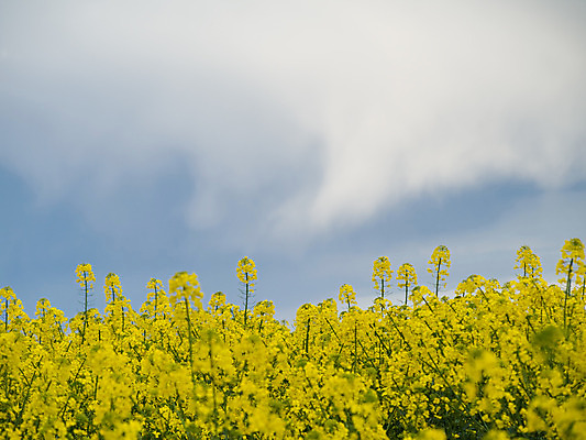 포토 JPG 해외이미지 식물 꽃 밭 농업 자연 풍경 사람없음 농작물 농장 노란색 환경 수확 성장 벚꽃 시골 신선 유채 강렬 디젤 밭일 카놀라 해외202004 해외포토 산업 컬러 생태계 파일형식 이미지허브