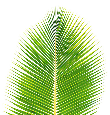 포토 JPG 해외이미지 나무 백그라운드 잎 손바닥 사람없음 초록색 나뭇가지 싱글 코코넛 고립 해외202004 해외포토 식물 손 컬러 과일 파일형식 이미지허브