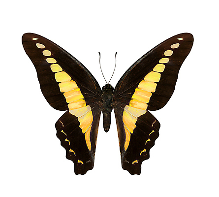 포토 JPG 해외이미지 나비 곤충 자연 사람없음 갈색 노란색 검은색 흰색 고립 해외202004 해외포토 동물 컬러 생태계 파일형식 이미지허브