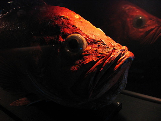 포토 JPG 해외이미지 바다 자연 유리 노르웨이 어류 사람 사람없음 빨간색 물 파란색 반사 수영 게 흰색 장어 쇼 수족관 해외202004 해외포토 자연요소 유럽 컬러 재질 갑각류 수중동물 수상스포츠 생태계 파일형식 이미지허브