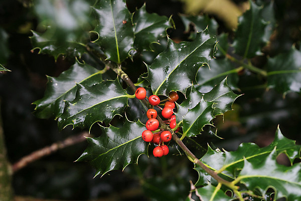 포토 JPG 해외이미지 나무 식물 열매 잎 크리스마스 겨울 자연 사람없음 빨간색 시골 숲 상록수 해외202004 해외포토 계절 기념일 컬러 생태계 파일형식 이미지허브