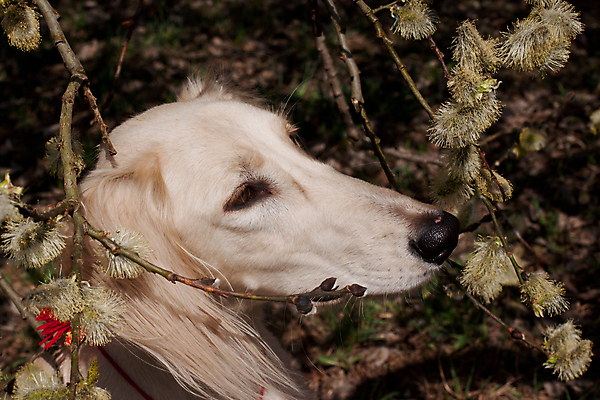 포토 JPG 해외이미지 나무 식물 동물 1 응시 자연 실내 사람없음 가로 반려동물 갈색 머리 검은색 봄 흰색 개 4월 버드나무 사냥개 육식동물 해외202004 해외포토 시선 계절 컬러 포유류 내부 신체부위 날짜 생태계 파일형식 이미지허브