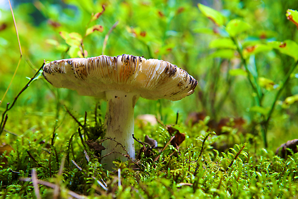 포토 JPG 해외이미지 주간 자연 나뭇잎 근접촬영 잔디 사람없음 야외 버섯 숲속 해외202004 해외포토 자연요소 식물 뷰포인트 잎 숲 생태계 파일형식 이미지허브