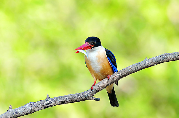 포토 JPG 해외이미지 나무 동물 공원 아시아 야생동물 백그라운드 자연 조류 사람없음 야외 초록색 파란색 컬러풀 환경 검은색 자유 흰색 나뭇가지 황무지 깃털 싱글 물총새 해외202004 해외포토 식물 공공시설 나라 컬러 컨셉 생태계 파일형식 이미지허브