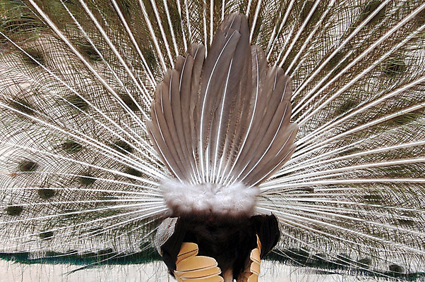 포토 JPG 해외이미지 동물 공원 남자 야생동물 날개 자연 조류 동물원 동양인 사람없음 장식 초록색 춤 우아함 공작 유혹 깃털 꼬리 부리 꿩 해외202004 해외포토 공공시설 컬러 컨셉 문화예술 사람 인종 생태계 파일형식 이미지허브