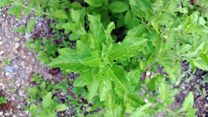 포토 JPG 해외이미지 식물 아시아 백그라운드 잎 자연 건강 요리 사람없음 초록색 약 신선 뜨거움 허브 아로마 신성 향 바질 내추럴 해외202004 해외포토 나라 컬러 의학 생태계 파일형식 이미지허브