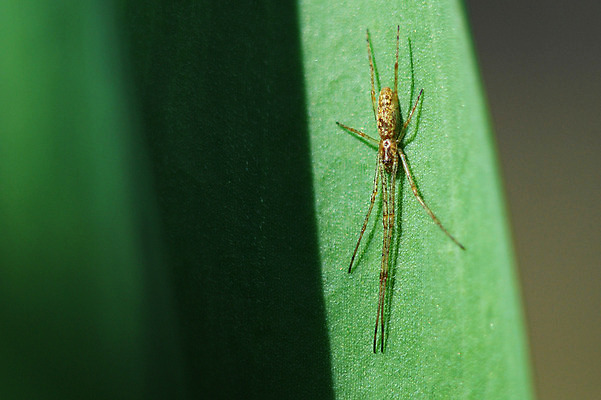 포토 JPG 해외이미지 잎 사람없음 초록색 웹 놀이방 큼 거미 구성 떠남 해외202004 해외포토 식물 컬러 곤충 인터넷 모션 크기 파일형식 이미지허브