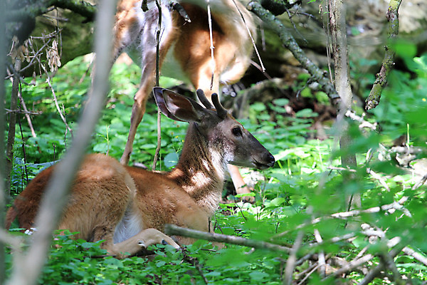 포토 JPG 해외이미지 동물 공원 남자 야생동물 밭 포유류 자연 사슴 뿔 사람없음 야외 달러 흰색 숲 바퀴자국 꼬리 동물상 해외202004 해외포토 공공시설 컬러 돈 농업 자국 사람 조형물 생태계 파일형식 이미지허브
