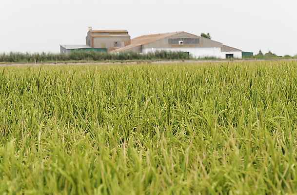 포토 JPG 해외이미지 식물 전통 계절 문화 음식 줄기 잎 밭 농업 채소 자연 밥 씨앗 풍경 사람없음 야외 초록색 물 경제 농작물 농장 농경지 환경 수확 성장 시골 낟알 시리얼 묘사 장면 내추럴 개발 밭일 세련 해외202004 해외포토 자연요소 산업 컬러 생태계 파일형식 이미지허브