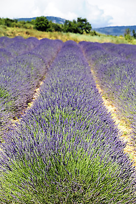 포토 JPG 해외이미지 꽃 유럽 선 줄기 농업 하늘 풍경 사람없음 야외 농작물 컬러풀 농장 농경지 보라색 프랑스 수확 시골 개화 약초 허브 제비꽃 관목 향기 아로마 라벤더 내추럴 프랑스어 밭일 풍요 프로방스 해외202004 해외포토 나무 식물 문자 나라 산업 컬러 컨셉 풀_식물 냄새 파일형식 이미지허브
