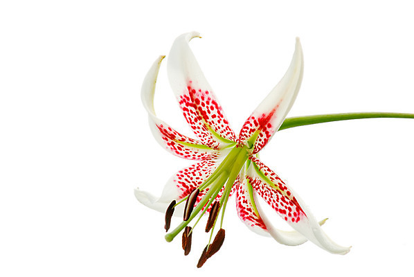 포토 JPG 해외이미지 식물 꽃잎 꽃 아시아 분홍색 꽃무늬 자연 동양인 사람없음 빨간색 초록색 컬러풀 환경 보라색 벚꽃 흰색 신선 개화 닫기 백합 대만 순수 묘사 장면 부드러움 동쪽 내추럴 고립 해외202004 해외포토 나라 컬러 컨셉 무늬 모션 인종 감각 방향 생태계 파일형식 이미지허브