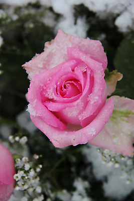 포토 JPG 해외이미지 식물 꽃잎 꽃 분홍색 조각 결혼 컨셉 잎 겨울 꽃무늬 사람없음 장미 냉동 얼음 추위 백발 꽃집 서리 결정체 눈내림 해외202004 해외포토 자연요소 헤어스타일 계절 컬러 무늬 눈_날씨 이벤트 상점 파일형식 이미지허브