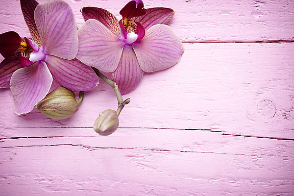 포토 JPG 해외이미지 식물 꽃잎 꽃 줄기 분홍색 백그라운드 자연 사람없음 스파 침묵 봄 난초 오브젝트 장면 해외202004 해외포토 계절 컬러 소리 생태계 파일형식 이미지허브