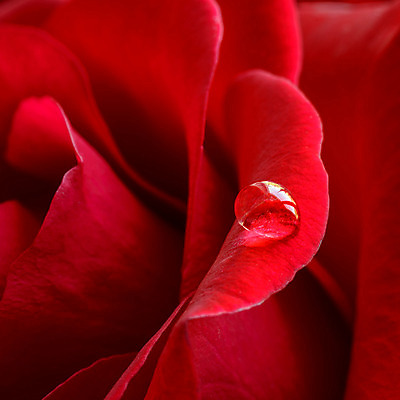 포토 JPG 해외이미지 식물 디자인 꽃잎 꽃 분홍색 꽃다발 백그라운드 잎 꽃무늬 자연 추상 선물 사랑 사람없음 장식 빨간색 물 컬러풀 장미 머리 보라색 봄 활발 벚꽃 인사 신선 떨어짐 구슬 눈물 아로마 부드러움 공상 진홍색 파스텔톤 스타일 해외202004 해외포토 자연요소 계절 감정 컬러 컨셉 무늬 신체부위 예절 감각 생태계 파일형식 이미지허브