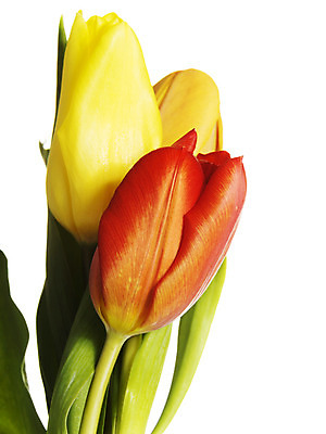 포토 JPG 해외이미지 식물 계절 꽃잎 꽃 줄기 꽃다발 잎 꽃무늬 자연 휴가 발렌타인데이 손잡이 선물 사람없음 그래픽 빨간색 초록색 상점 놀람 봄 튤립 벚꽃 축하 그룹 시장 구매 8 컨테이너 다발 오브젝트 패키지 소매 고립 해외202004 해외포토 감정 산업 컬러 컨셉 무늬 데이이벤트 표정 쇼핑 숫자 생태계 파일형식 이미지허브