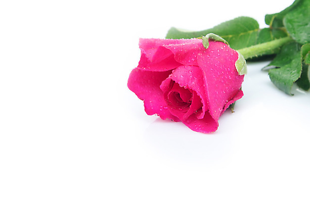 포토 JPG 해외이미지 기념일 꽃잎 꽃 분홍색 백그라운드 꽃무늬 자연 휴가 발렌타인데이 선물 사랑 사람없음 장식 초록색 물 장미 젖음 벚꽃 흰색 신선 신용카드 닫기 달콤 떨어짐 이슬 싱글 질감 부드러움 해외202004 해외포토 자연요소 식물 감정 컬러 컨셉 무늬 모션 데이이벤트 이벤트 금융 감각 맛 생태계 파일형식 이미지허브