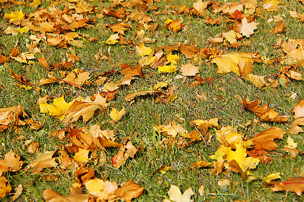 포토 JPG 해외이미지 나무 동물 계절 백그라운드 단풍 잎 오렌지 공장 자연 사람 사람없음 야외 가로 빨간색 초록색 빛 태양 갈색 노란색 침묵 소리 카펫 젖음 가을 그룹 떨어짐 숲 주차 11월 수집 질감 문학 흙더미 10월 땅바닥 멀티 해외202004 해외포토 자연요소 식물 컬러 컨셉 과일 공업 바닥 흙 날짜 생태계 파일형식 더미 이미지허브