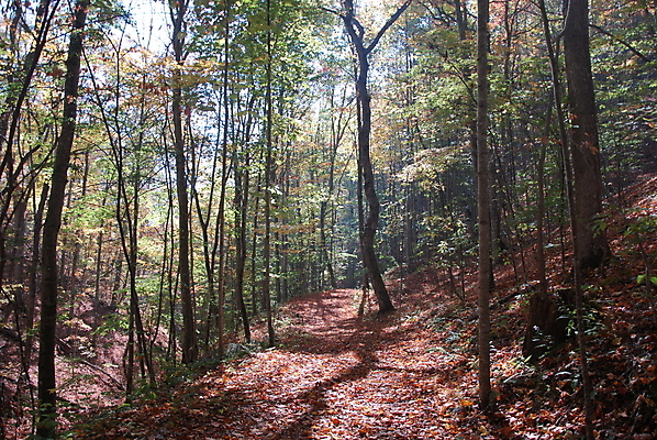 포토 JPG 해외이미지 나무 계절 길 여행 잎 자연 산 풍경 사람없음 야외 초록색 하이킹 가을 언덕 절정 해외202004 해외포토 식물 컬러 레저 생태계 파일형식 이미지허브